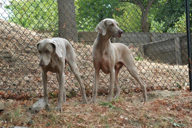 Jake (right) and Koko