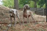 Jake (right) and Koko