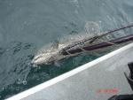 Sitka-2009-Mom-037