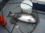 Sitka-2009-Mom-057