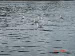 Sitka-2009-Mom-063