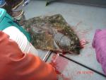 Sitka-2009-Mom-081