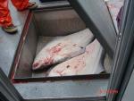 Sitka-2009-Mom-086