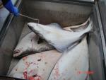 Sitka-2009-Mom-089