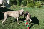 jake-lulu-buddies