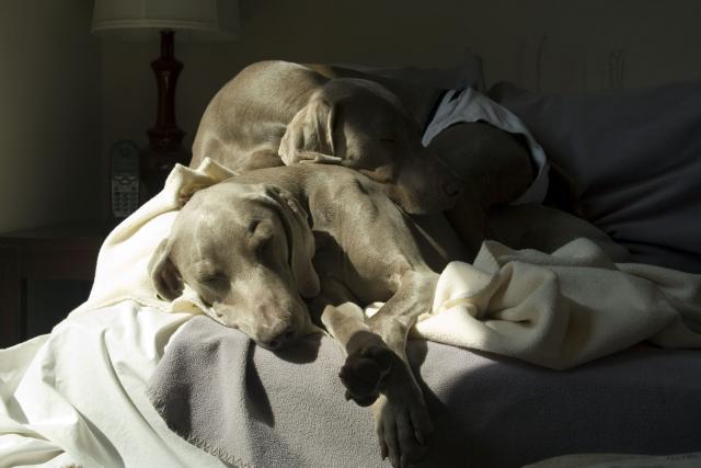 sundogs.jpg