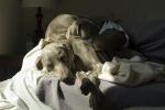 sundogs.jpg